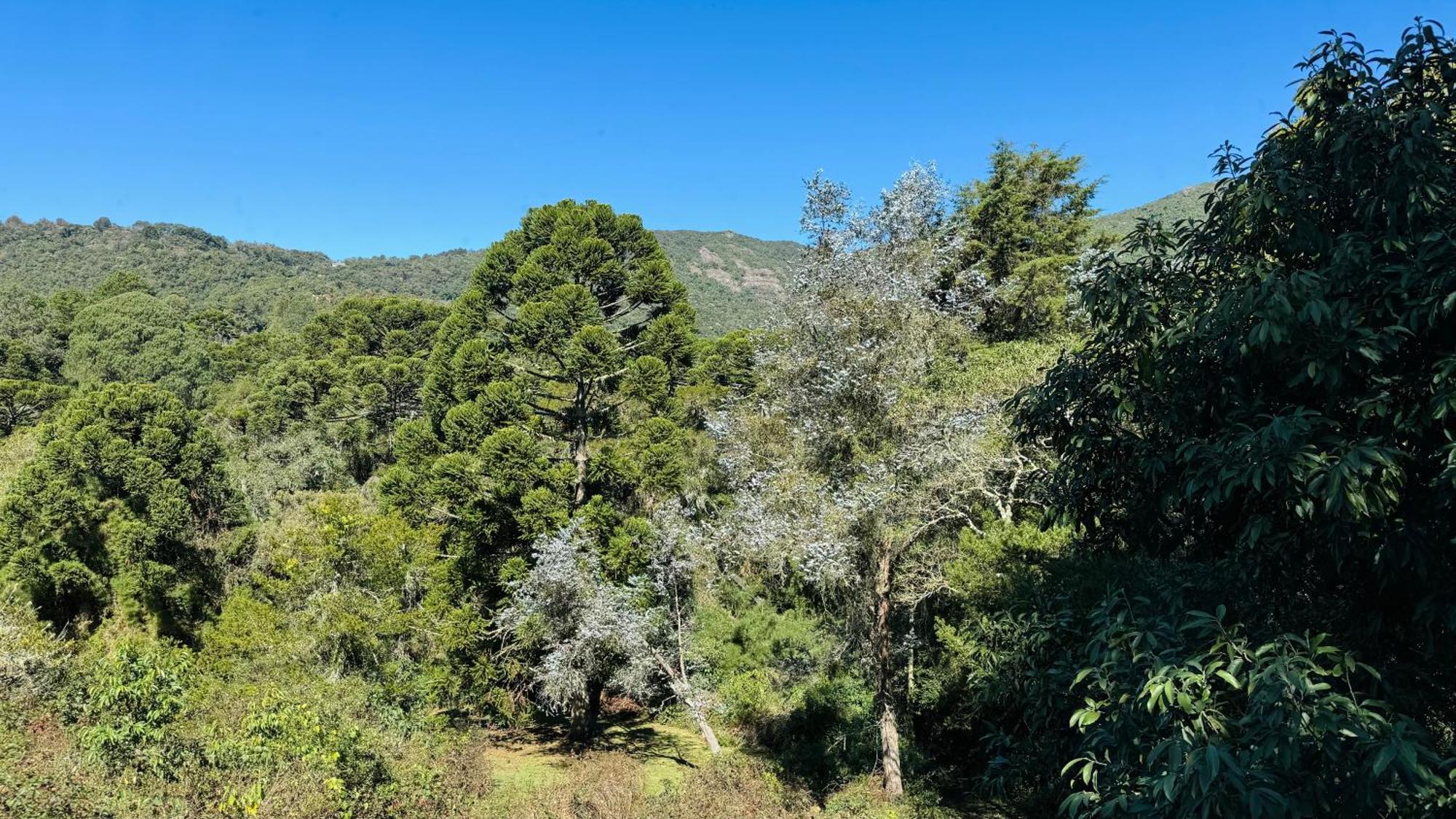 Estalagem Mandeville Monte Verde  Buitenkant foto